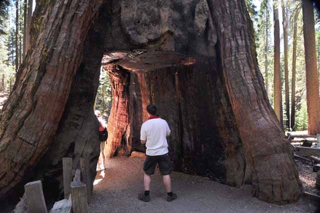 California Tunnel Tree